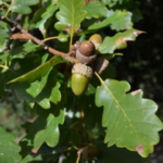 Chêne sessile