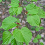Tilleul à petites feuilles